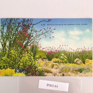 Vintage Florida Linen Postcard Ocotillo Cactus Sunshine State 1951